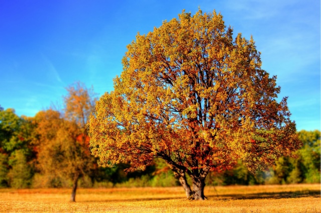 © www.pixabay.com Wohlfühlen im Herbst