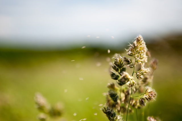 © Depositphotos Pollen